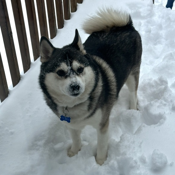 husky127
